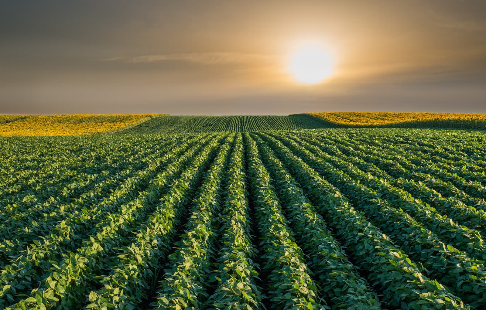 Agro+ Tech Banner
